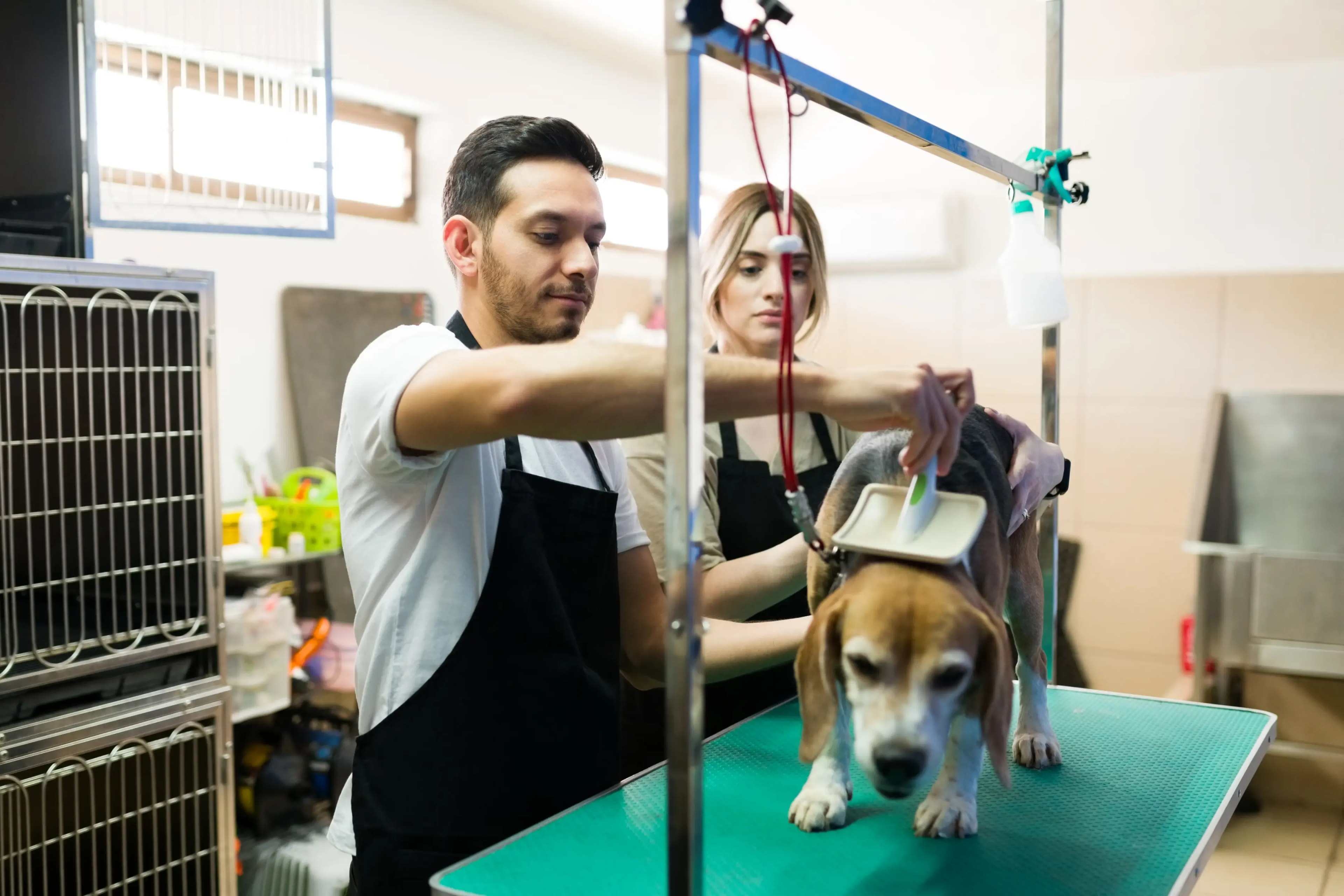 How_to_Target_High_Value_Pet_Salon_Clients_in_Mumbai_and_Bangalore_DINGG